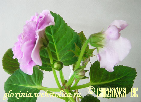 Цвет-Птичка-Фиалочка--3--fl.jpg