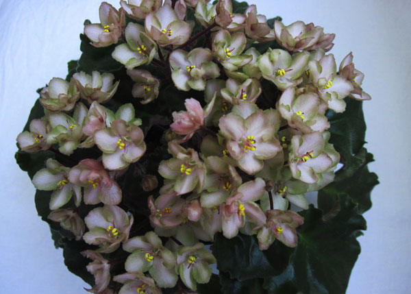 Emerald-Pink1.jpg