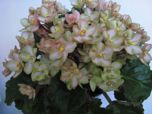 Emerald-Pink.jpg