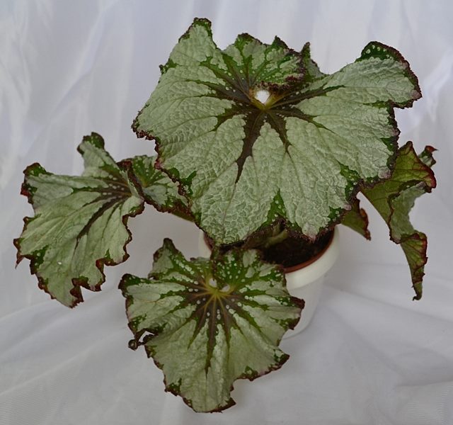 Green Gold00.JPG