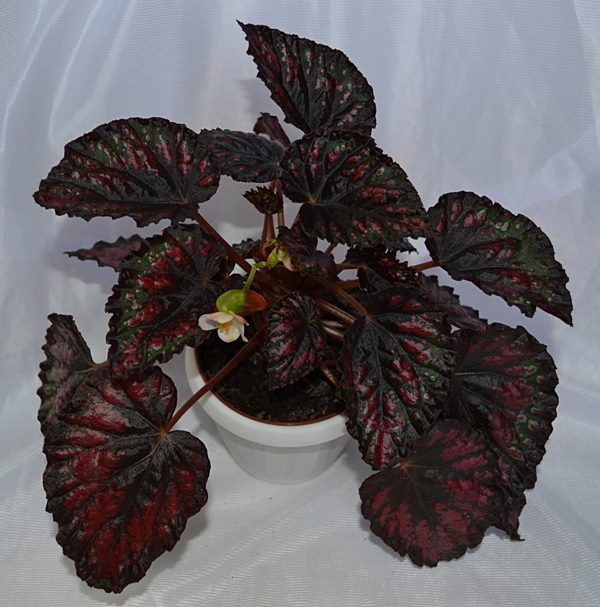 Etna00.JPG