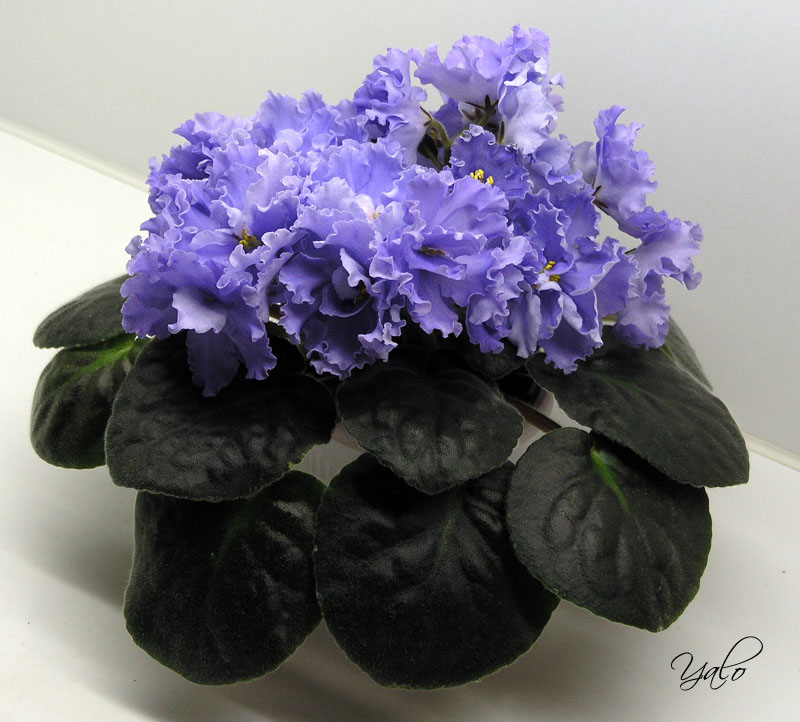 ЕК-Морской Волк.jpg