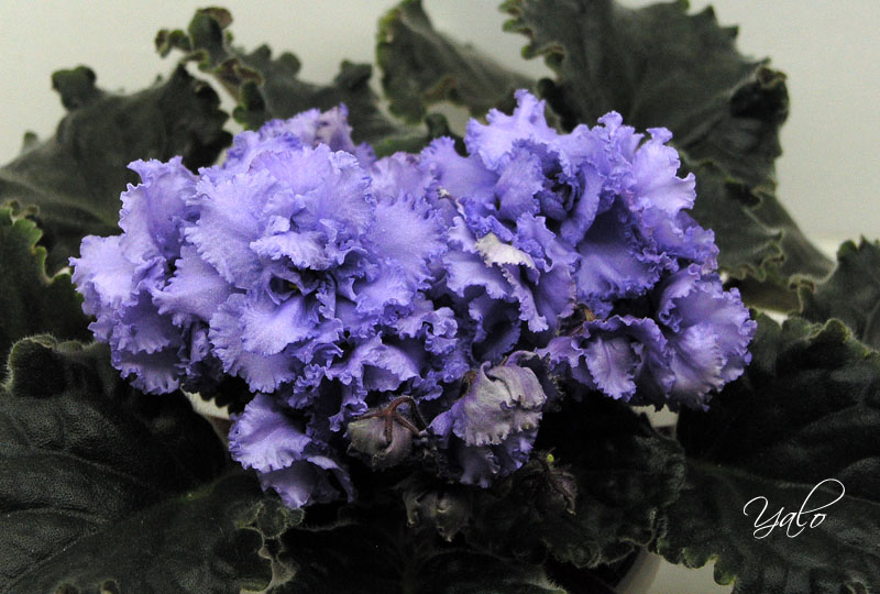 ЛЕ-Марина.jpg