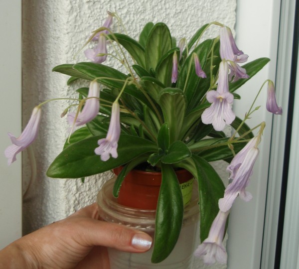 Longangensis