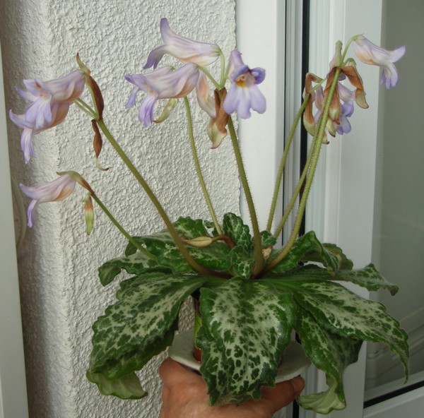 Sinensis Hossako