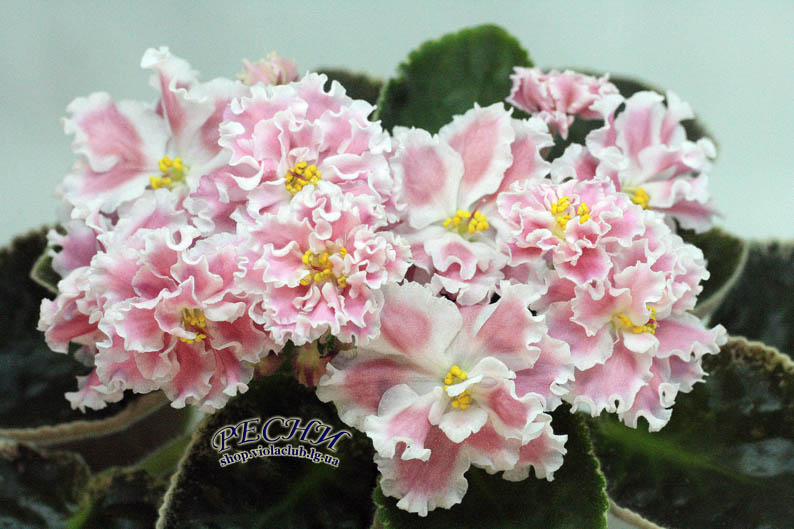 IMG_1609---- копия.jpg