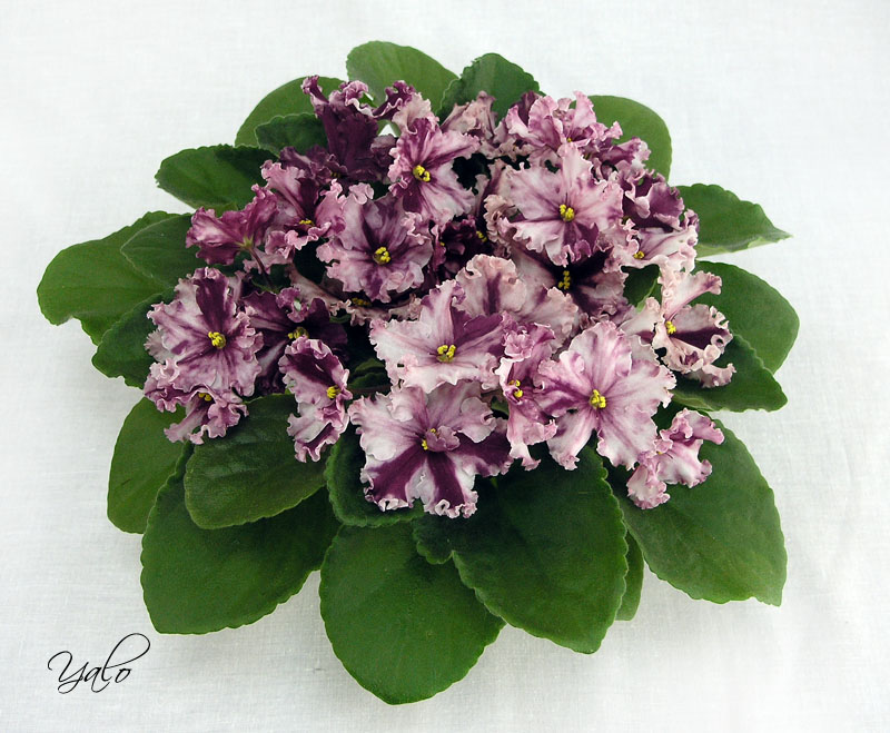 2 место – ЛЕ-Веснянка (Е. Лебецкая), колл. Е. Морозова