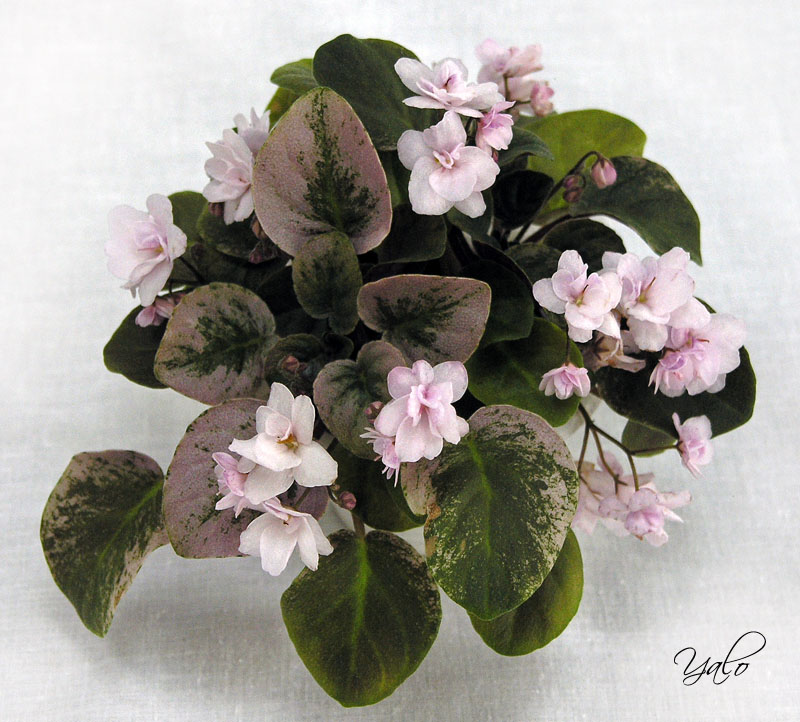 2 место – Champagne Pink (S. Sorano), колл. А. Патянина