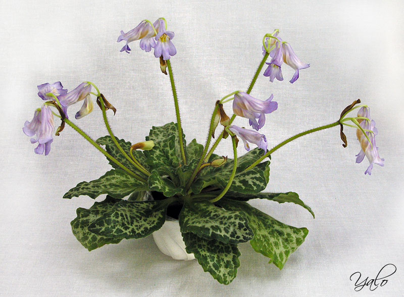 3 место – примулина Sinensis Hisako, колл. А. Патянина