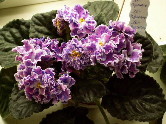 ЛЕ-Розмари.jpg