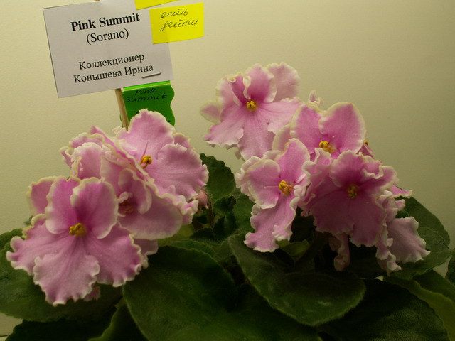 Pink Summit.jpg
