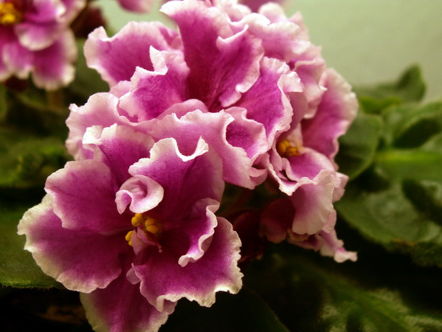Pink Duchess  0.jpg