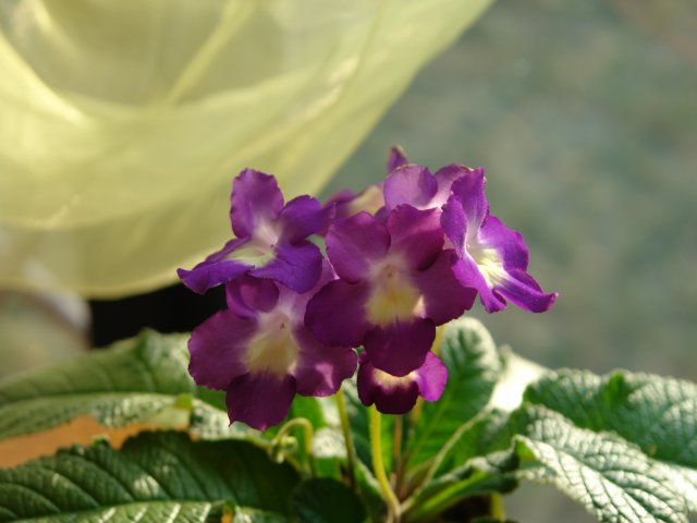 DSC01252.jpg