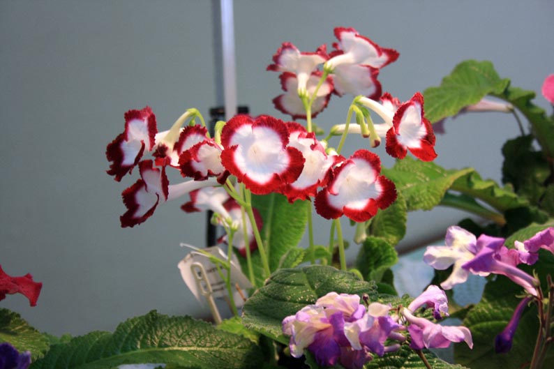 IMG_6017.jpg