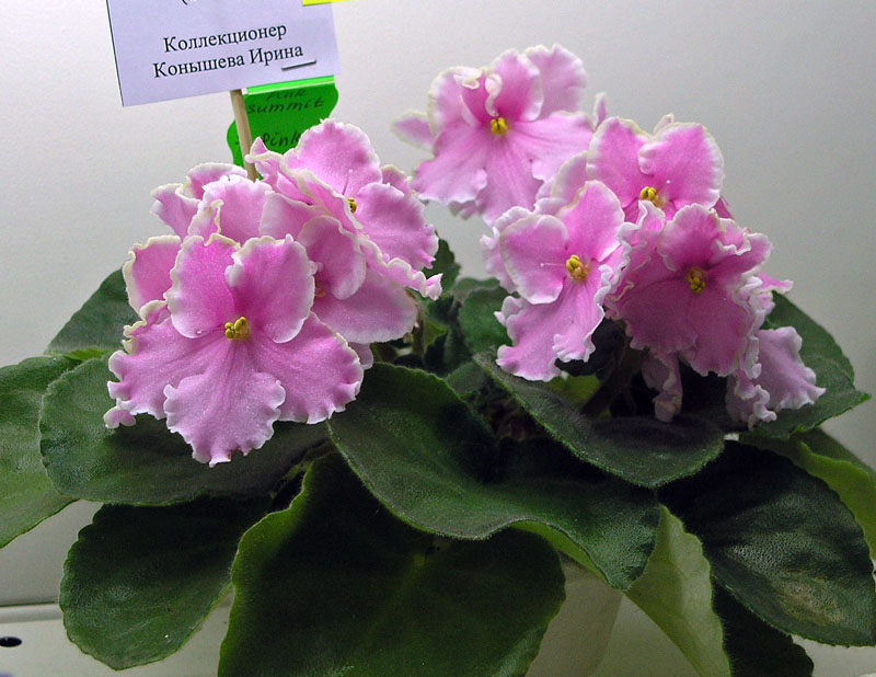 Pink Summit