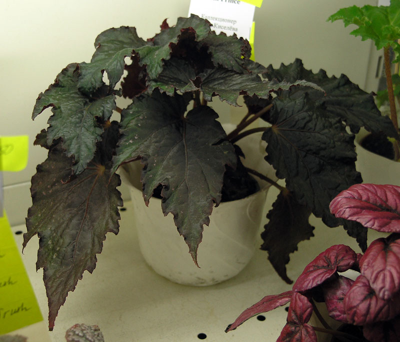 Black Prince