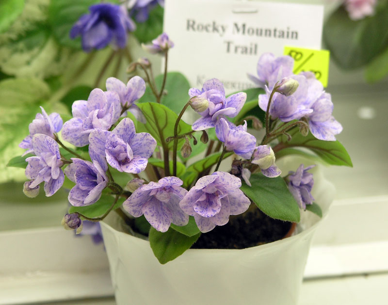 Rocky Mountain Trail