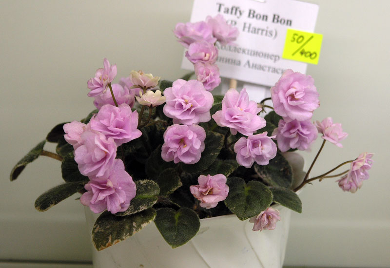 Taffy Bon Bon