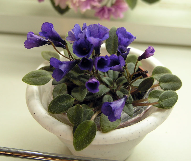 Vallarta Campanas Moradas