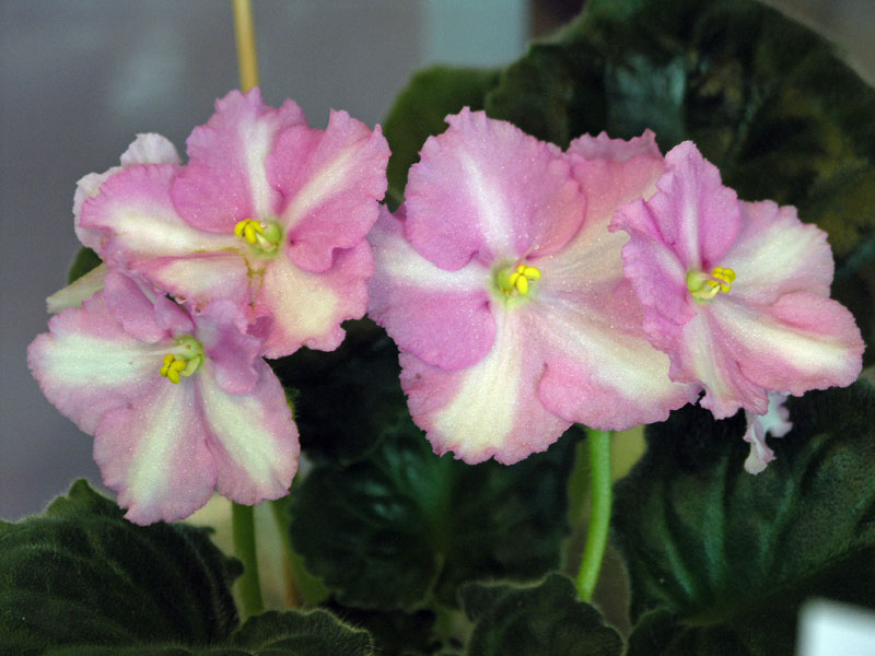 Pink Dream