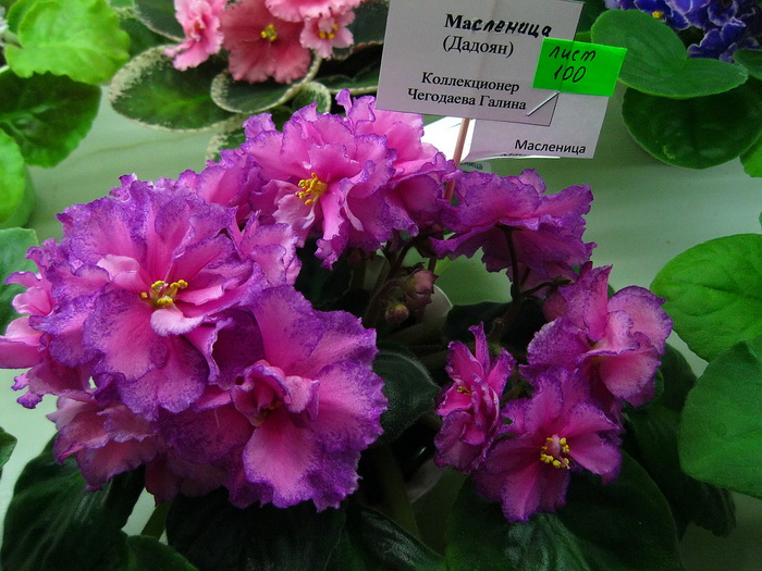 Масленица1.jpg