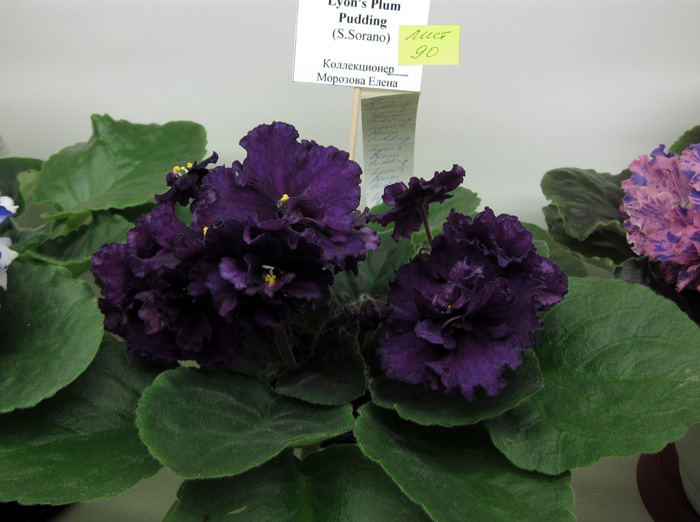 Lyon's-Plum-Pudding.jpg