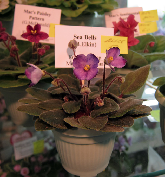 Sea-Bells.jpg