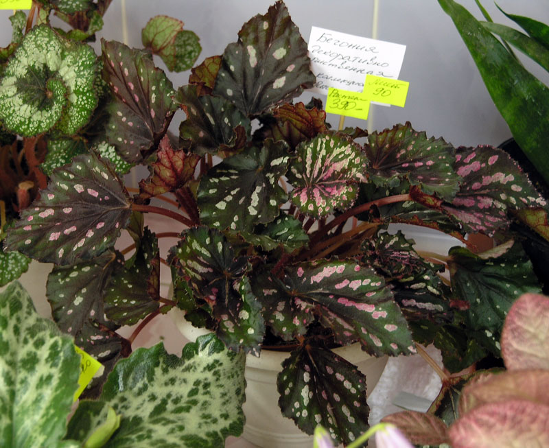 P9073241.JPG