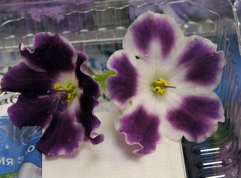 P9073262.JPG
