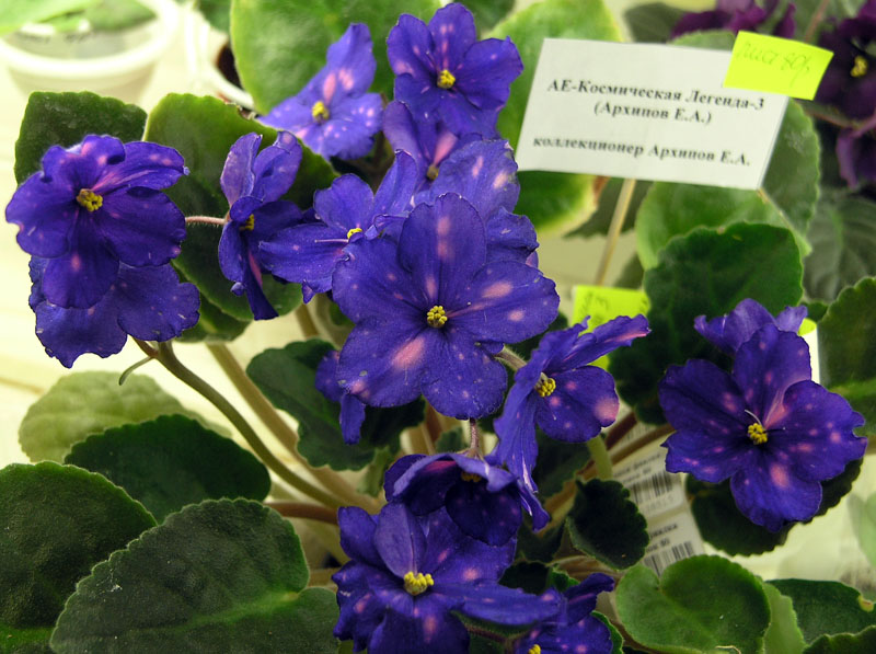 Космическая Легенда-3