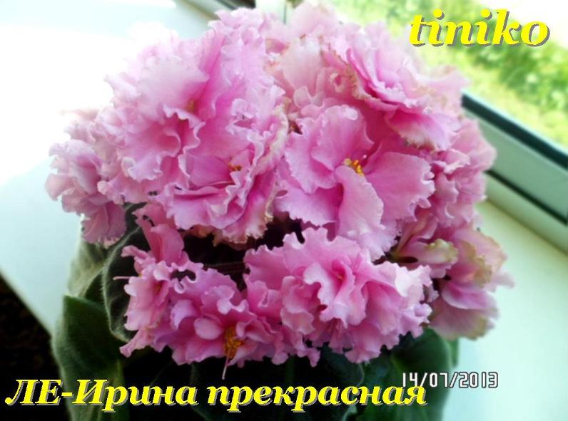 ЛЕ Ирина прекрасная.jpg