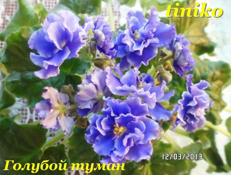 Голубой туман.jpg