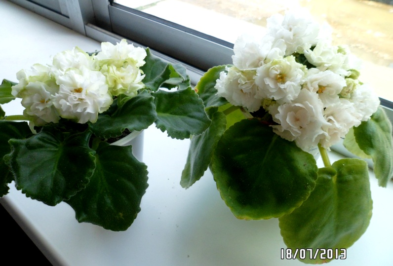слева Spring Rose справа Морская пена Морева.JPG
