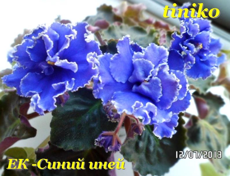 ЕК Синий иней.jpg