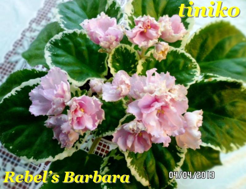 Rebel’s Barbara .jpg