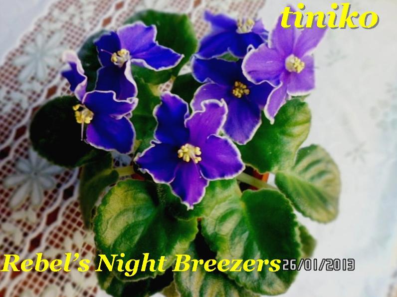 Rebel’s Night Breezers.JPG