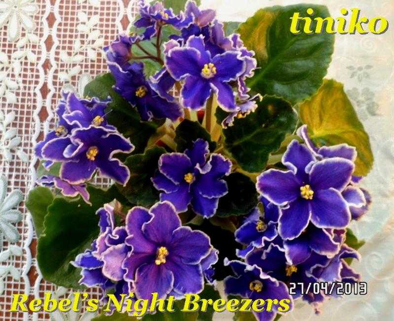 Rebel’s Night Breezers .jpg