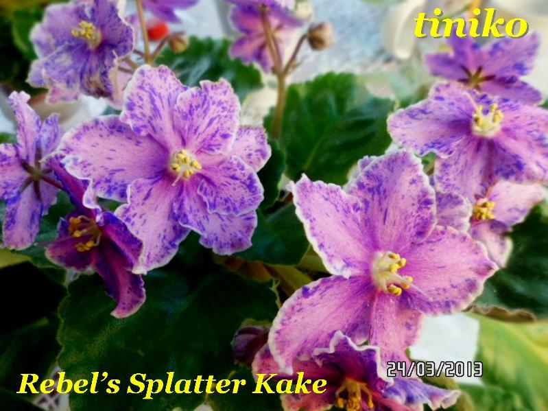 Rebel’s Splatter Kake (R. Bann).jpg