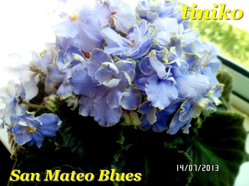 San Mateo Blues (C. Cornibe).jpg