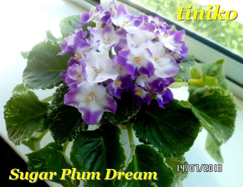 Sugar Plum Dream.jpg