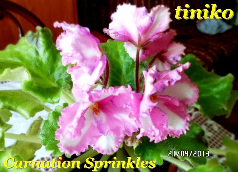 Carnation Sprinkles .jpg