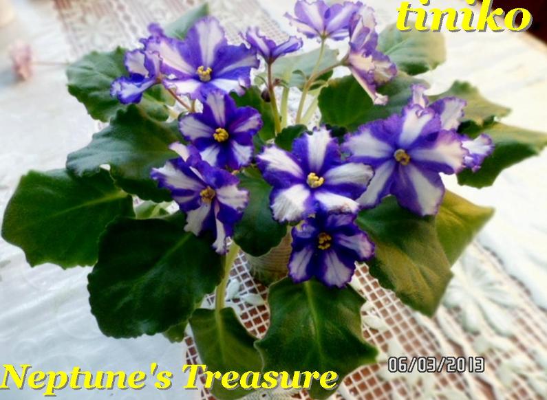 Neptune's Treasure (2).JPG