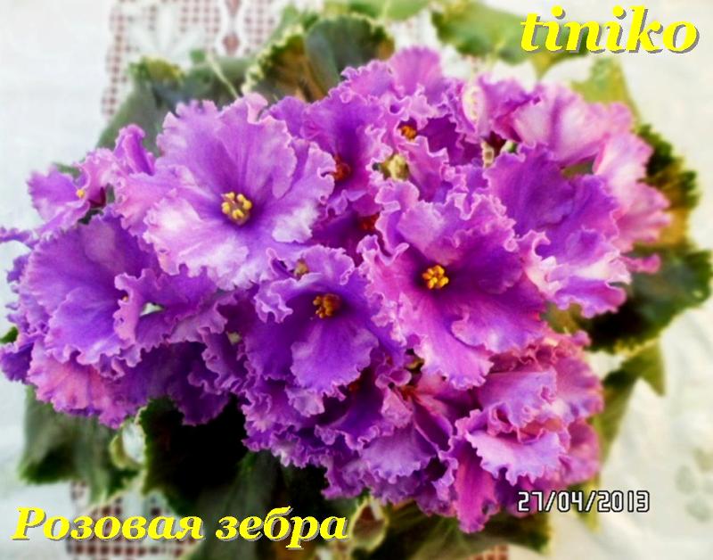 Розовая зебра (4).jpg