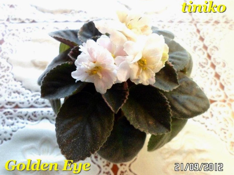 Golden Eye.JPG
