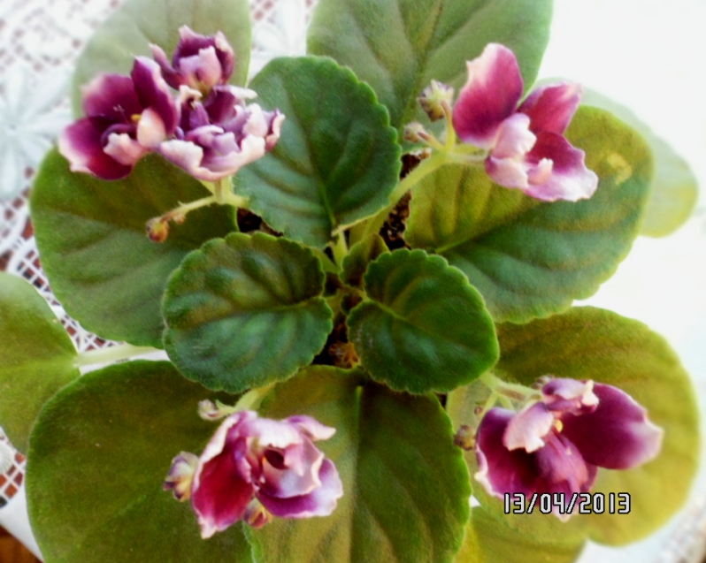 Mac s Southern Springtime полумини.JPG