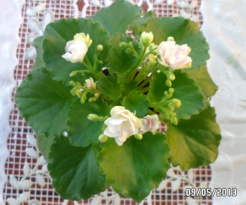 Kentucky Gooseberries полумини.JPG