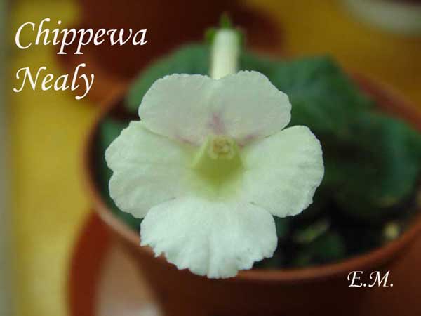 Chippewa-Nealy.jpg+.jpg