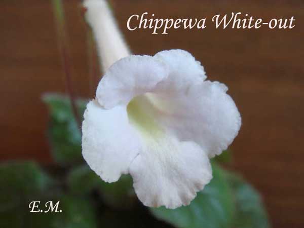 Chippewa-White-out-п.jpg+.jpg