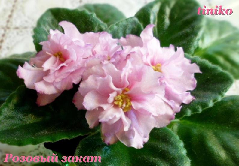 Розовый закат (2).jpg