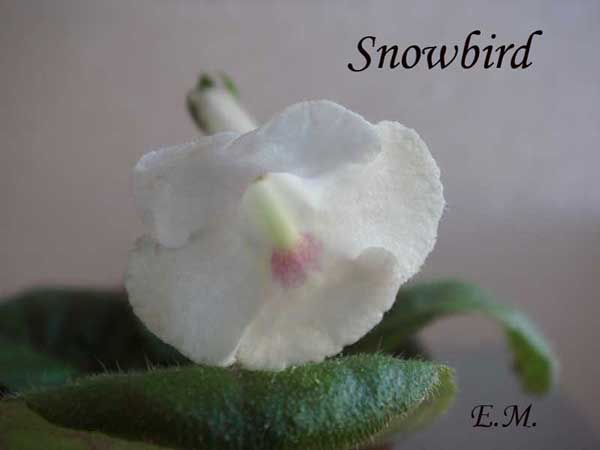 Snowbird.jpg+.jpg